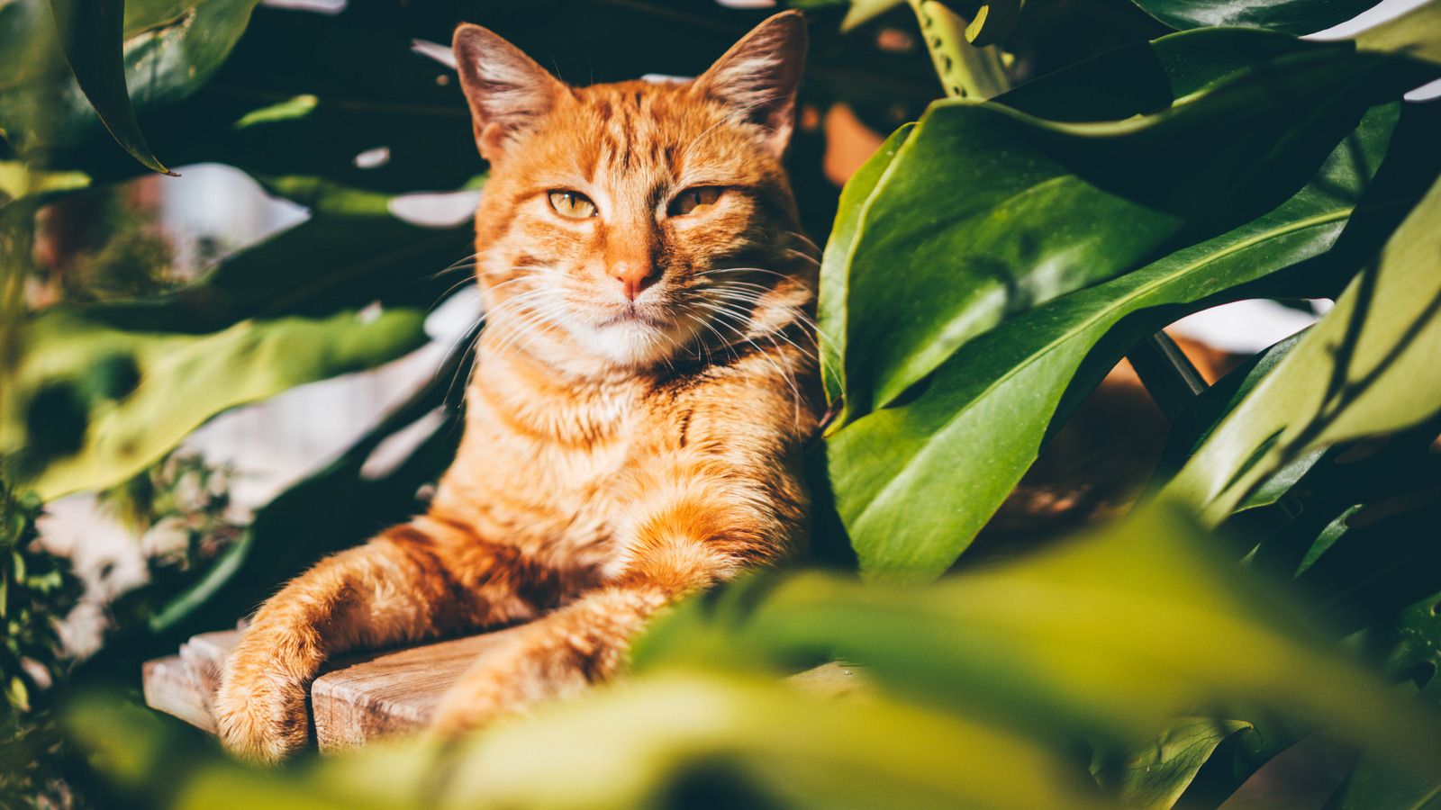 Is This Non-Toxic Solution For Keeping Cats Out Of Your Garden Beds A Good Idea?
