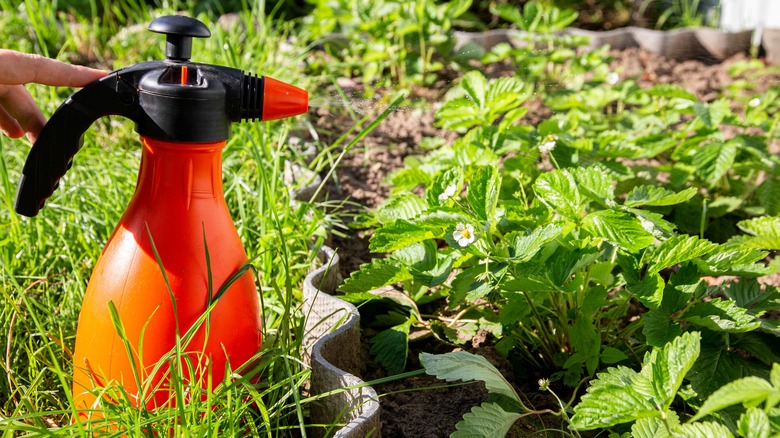 fertilizer sprayer in garden