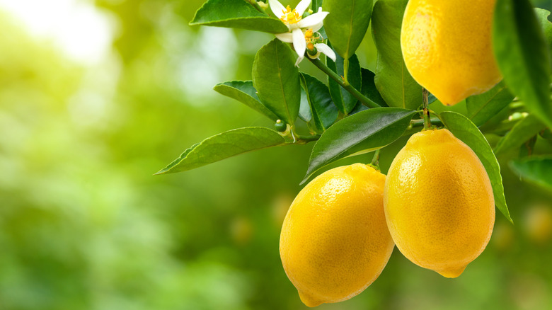 Lemons on lemon tree