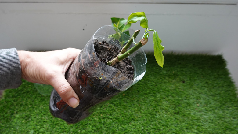 A lemon tree propagated via air layering