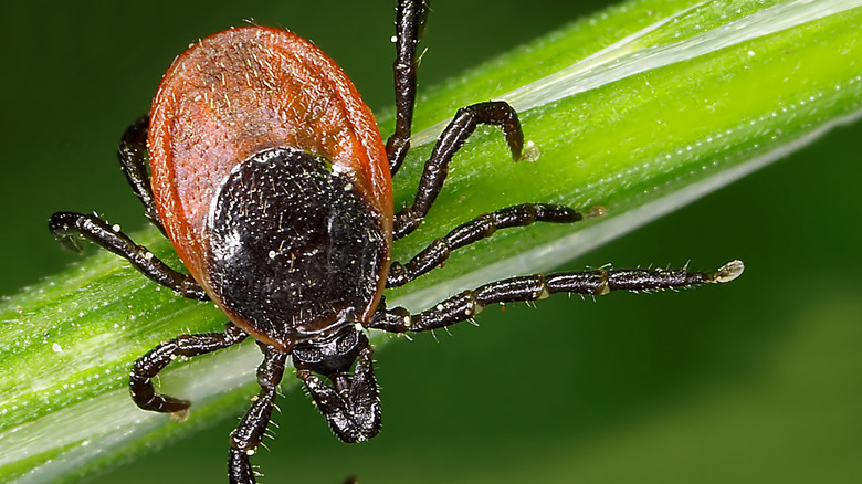 A closeup of a tick shows it perched on a blade of grass.