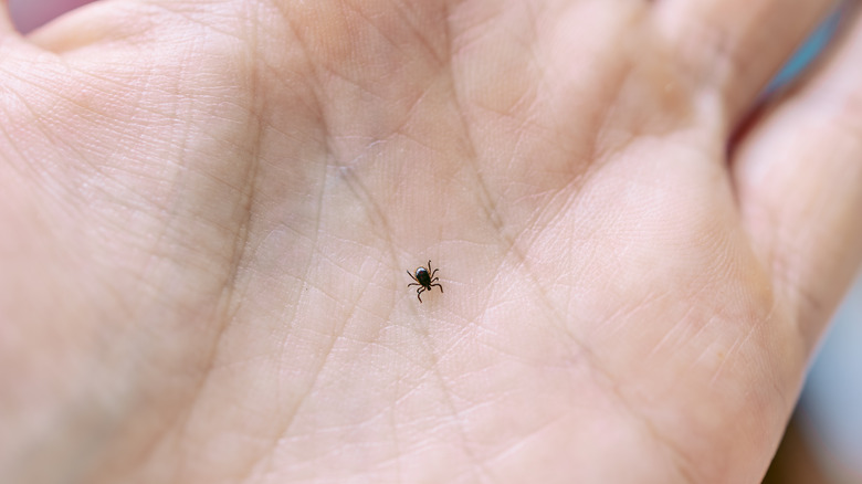 A small tick sits on the palm of someone's hand.