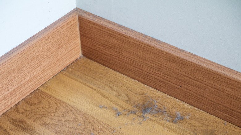 Dust and hair gathered near wood baseboard