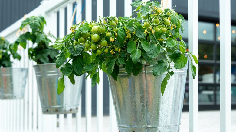 Tomatoes growing in metal bucket