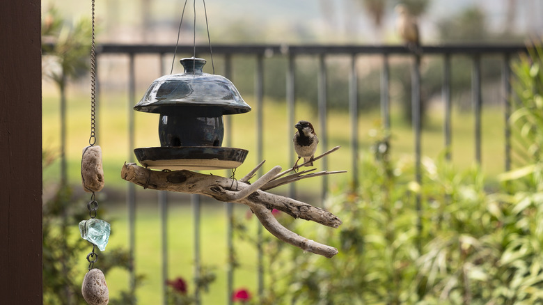 sparrow on backyard bird feeder