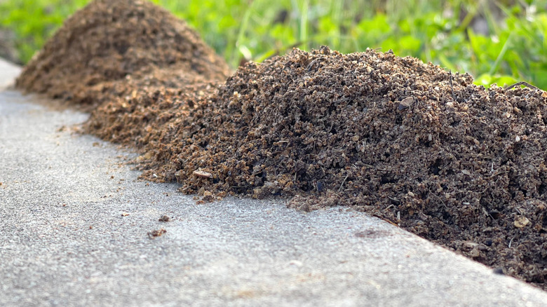 Ant hills forming on the sidewalk.