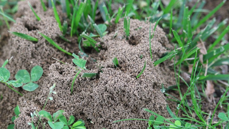 Ant hills growing around blades of grass.