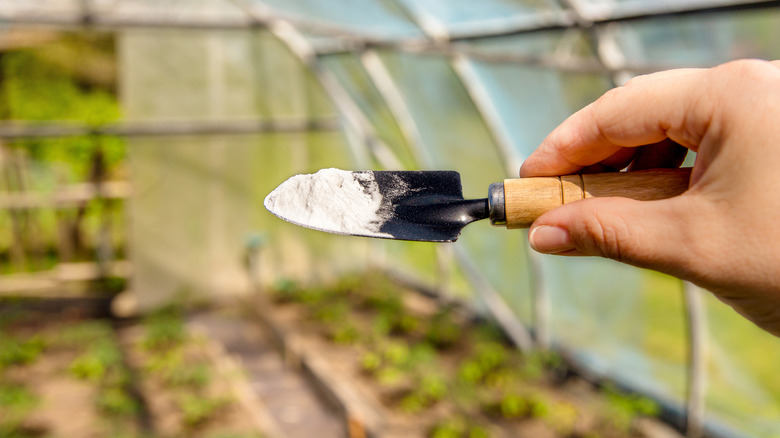 Someone in a greenhouse holding a small spade with baking soda on it.