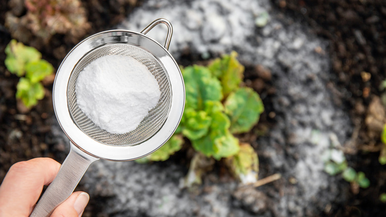 Someone sprinkling baking soda around a garden plant.
