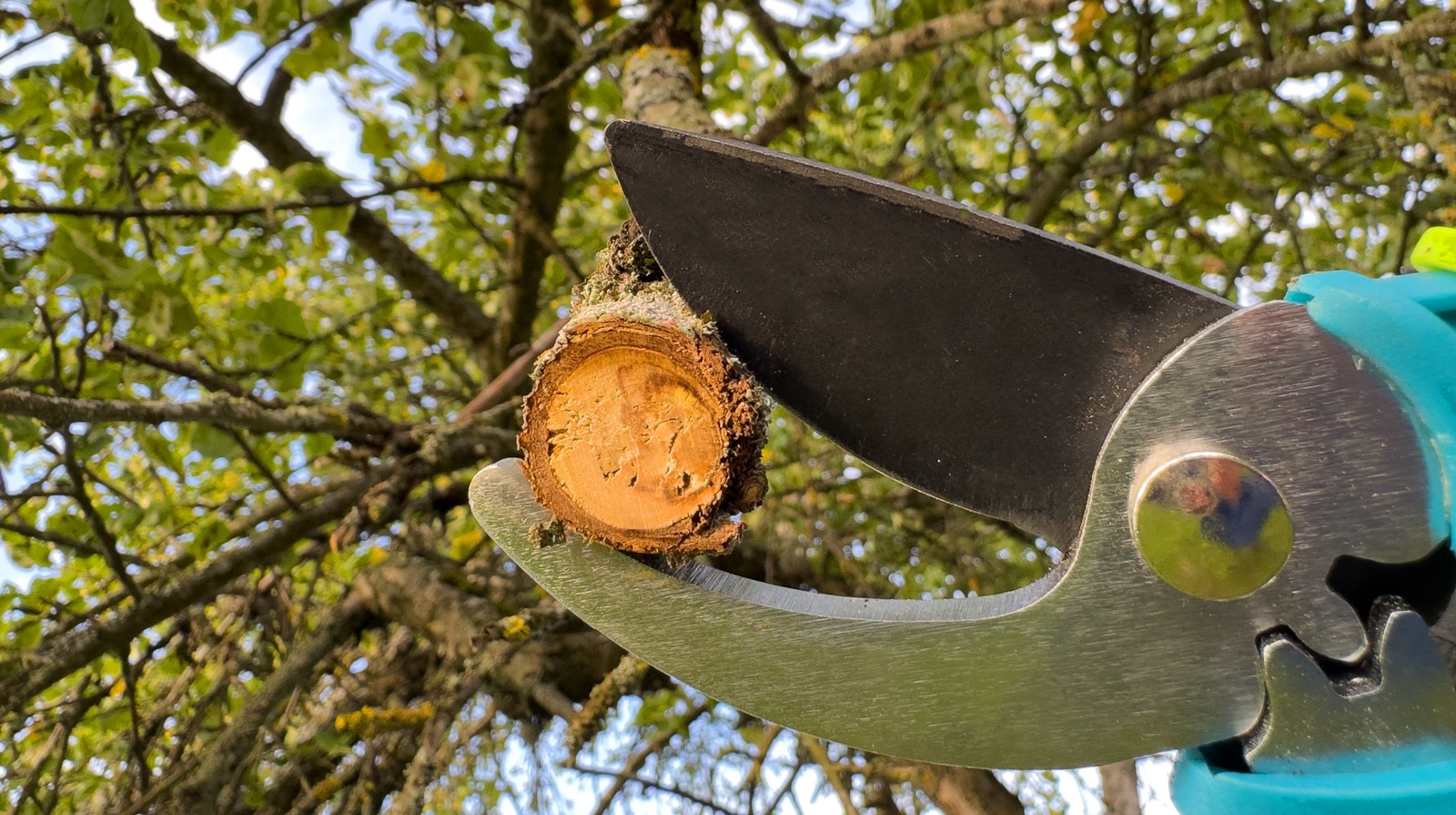 Is Using Glue To Seal Fresh Pruning Cuts A Gardening Secret Or Sticky