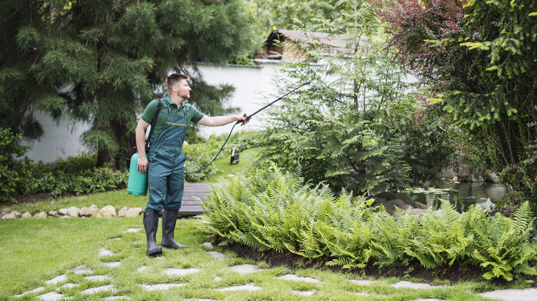 person spraying for insects