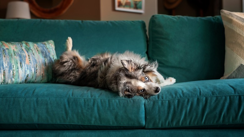 Dog on velvet sofa
