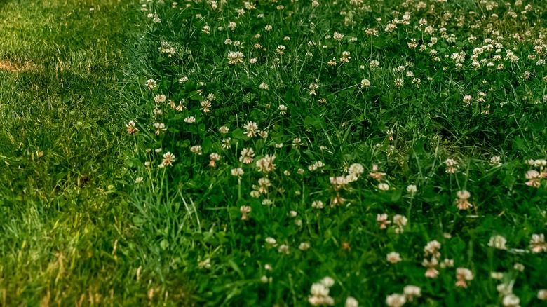 Clover throughout a lush green lawn