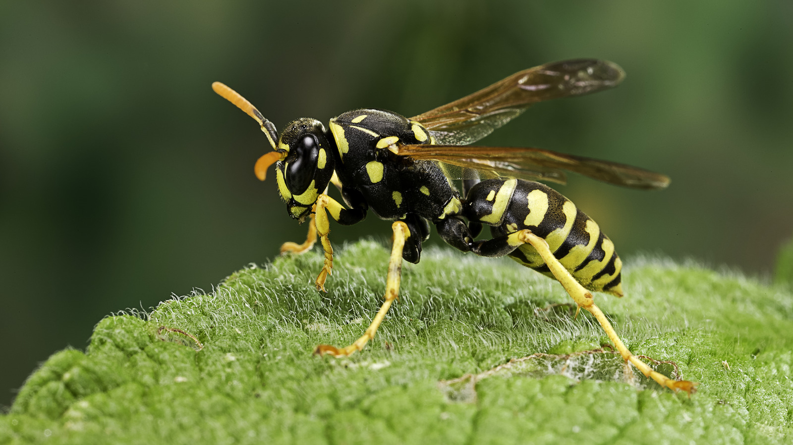 Does Windex Kill Wasps