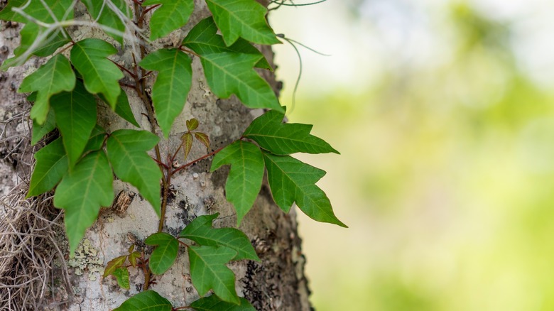 Poison ivy vine climbing up a tree
