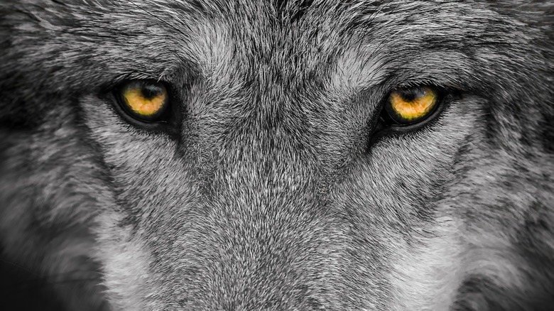 image of yellow wolf eyes staring at camera