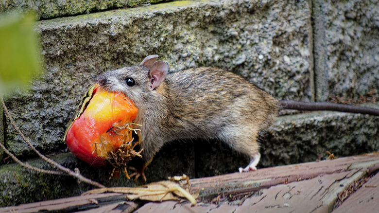 Mouse eating from the garden