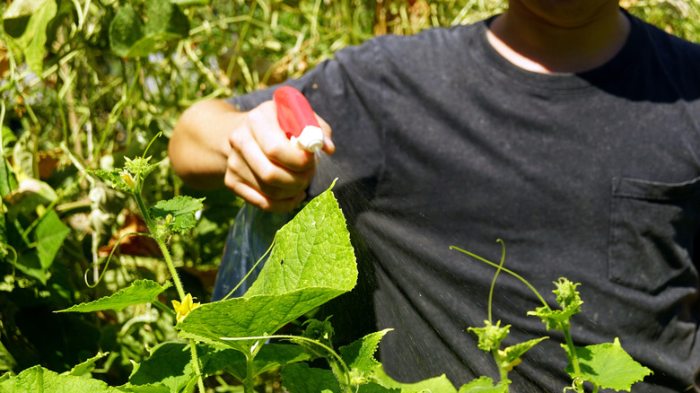 Man spraying garden with natural repellent