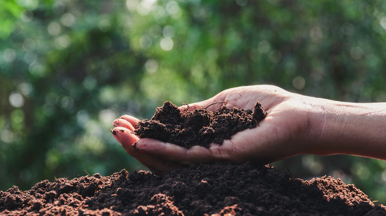 hand holding soil