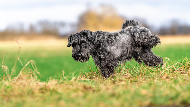 dog urinating outdoors