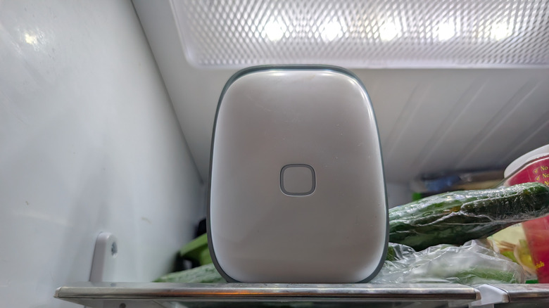 Shelfy being illuminated by refrigerator light