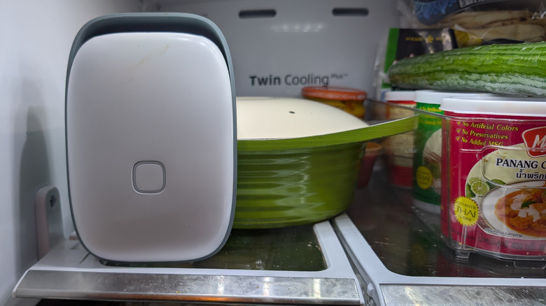 Shelfy sitting in front of ceramic pot of curry and row of Thai curry pastes