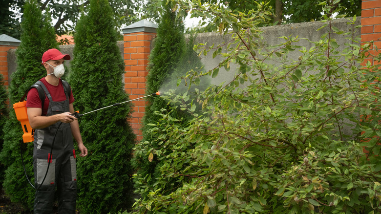 A man wearing a protective mask sprays pesticide on plants near a brick wall