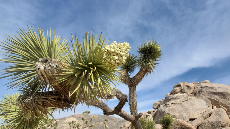 Joshua tree blooming in springtime
