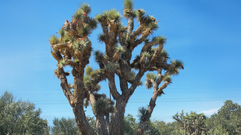 Large Joshua tree Yucca brevifolia