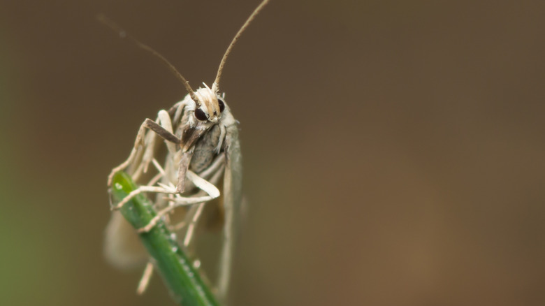 Yucca moth Tegeticula perched on a plant stem