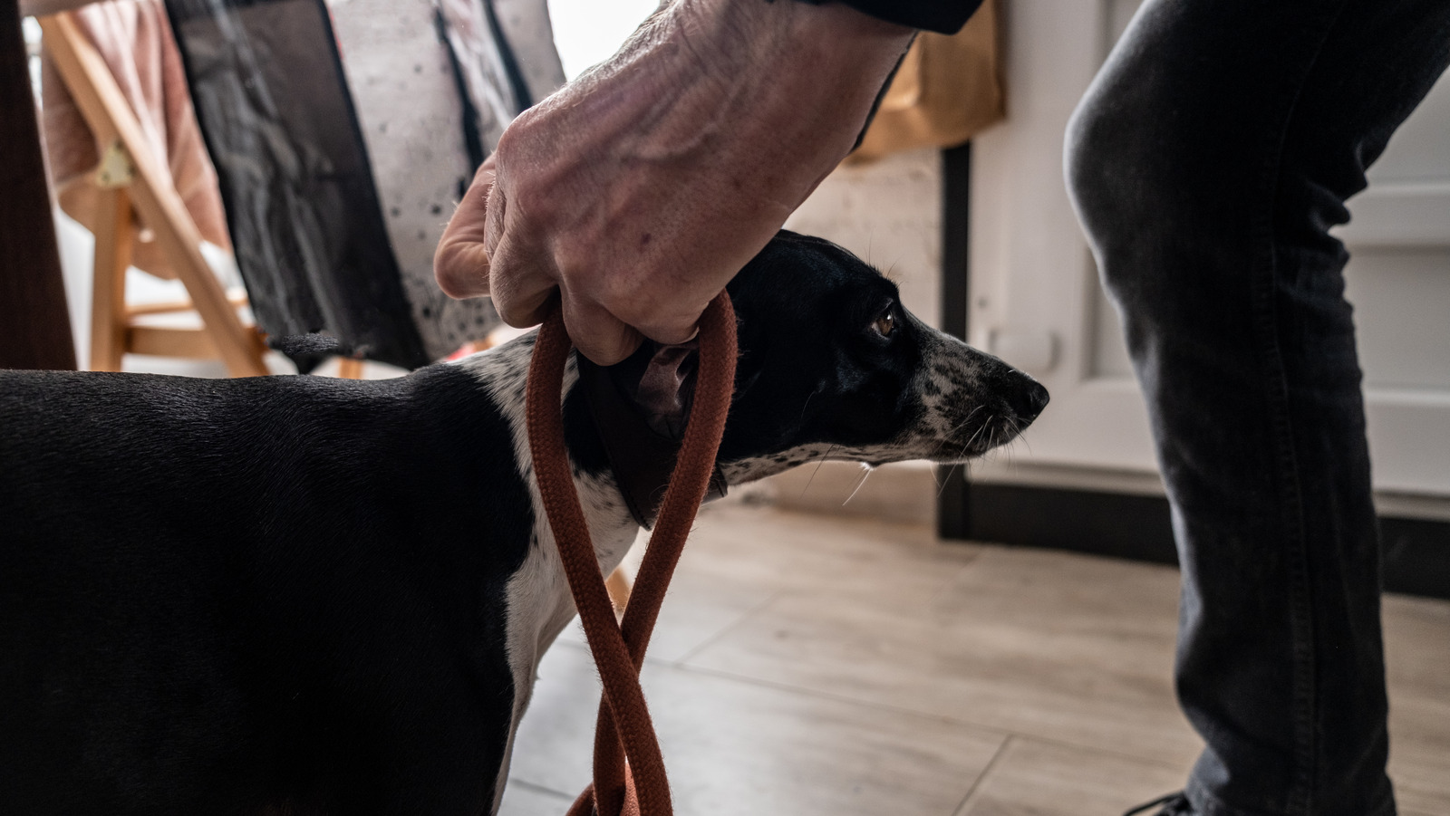 Is Your Pet Bringing Bed Bugs Into Your Home 