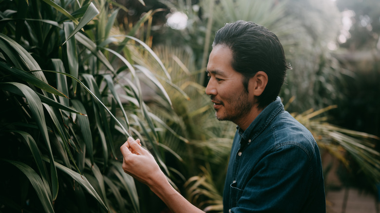 A homeowner inspecting his plants.