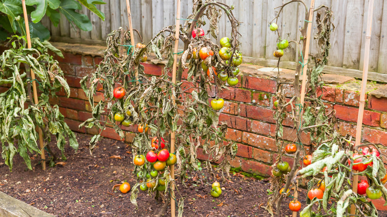 Wilting tomato plants in a garden.