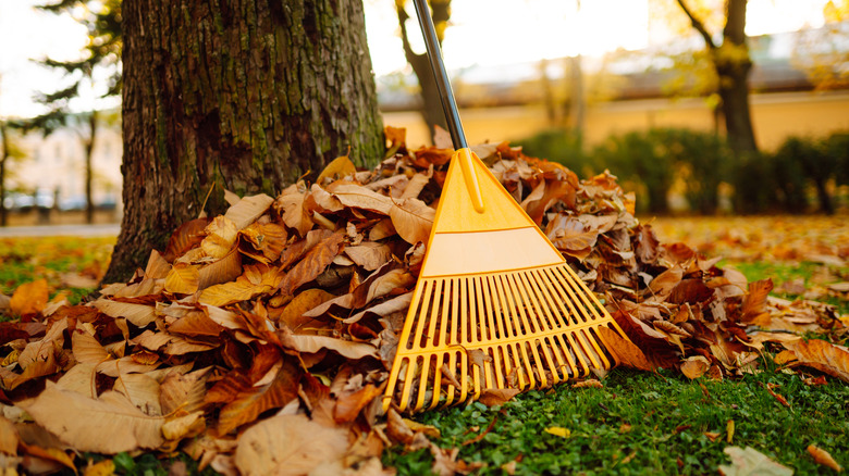 A plastic leaf rake leaning against a tree