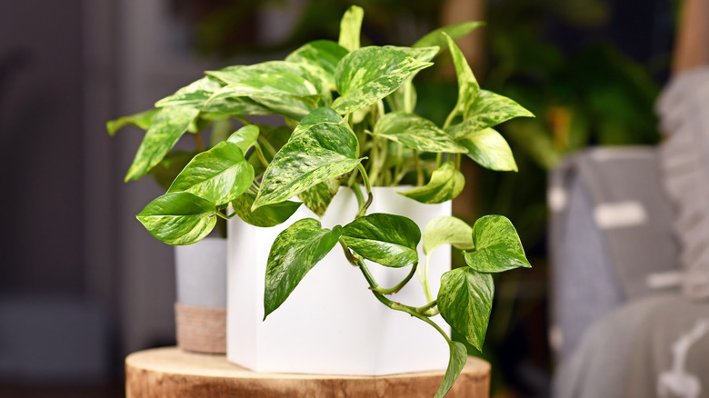 variegated pothos plant