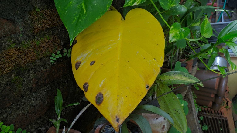 yellow pothos leaf