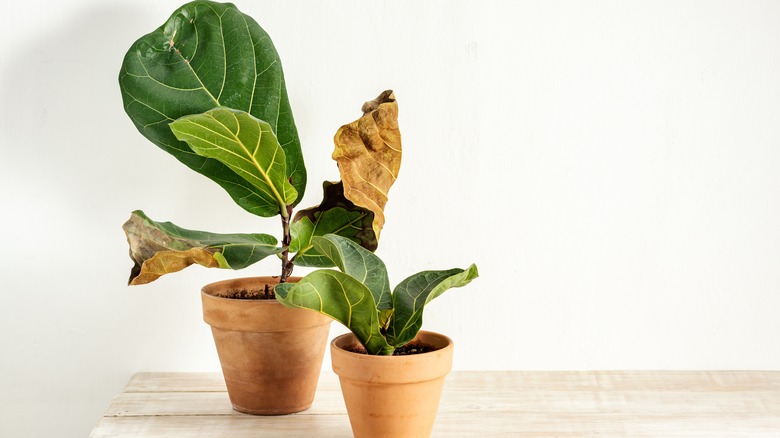 Dry fiddle leaf fig plants