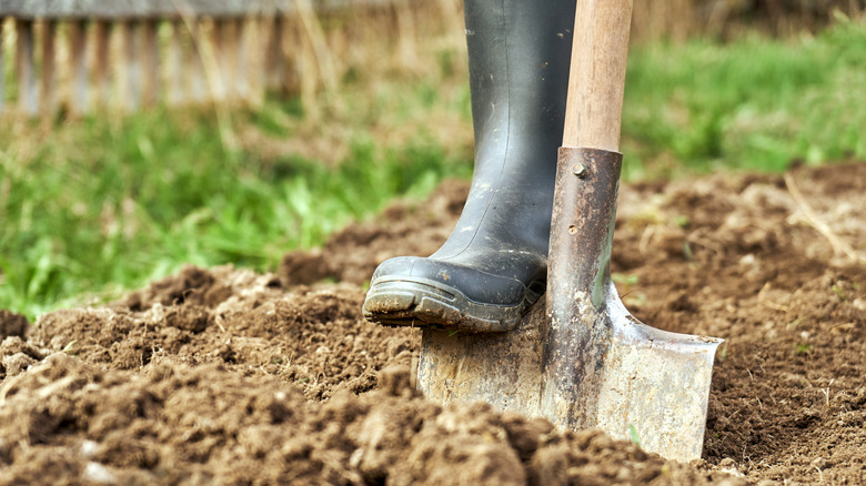 Person prepares to make a deep dig into the soil.