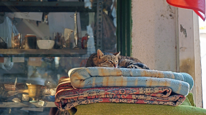 A cat sleeping on blankets in a thrift store