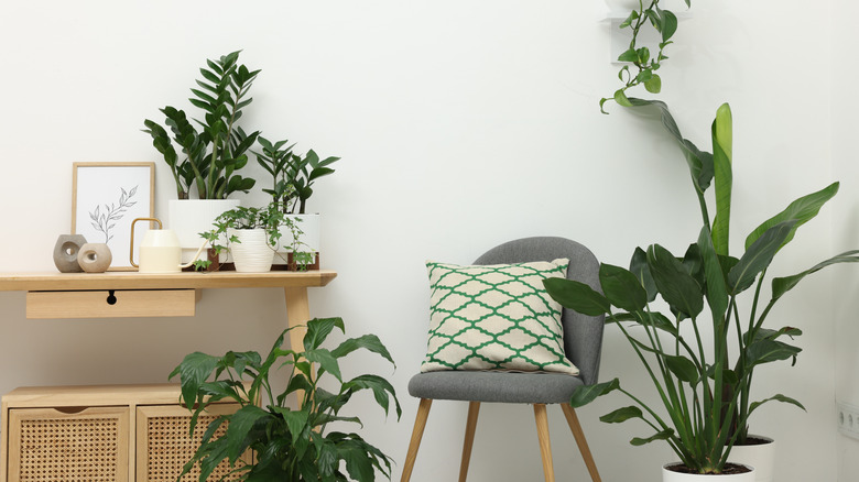Different potted houseplants, armchair and table near white wall indoors