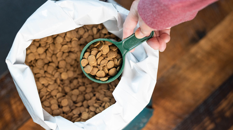 Pet food in a scoop