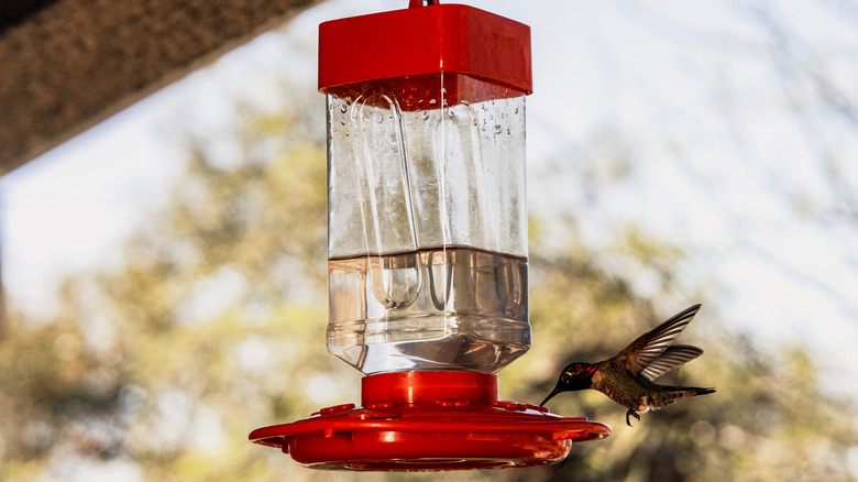 hummingbird drinking from feeder