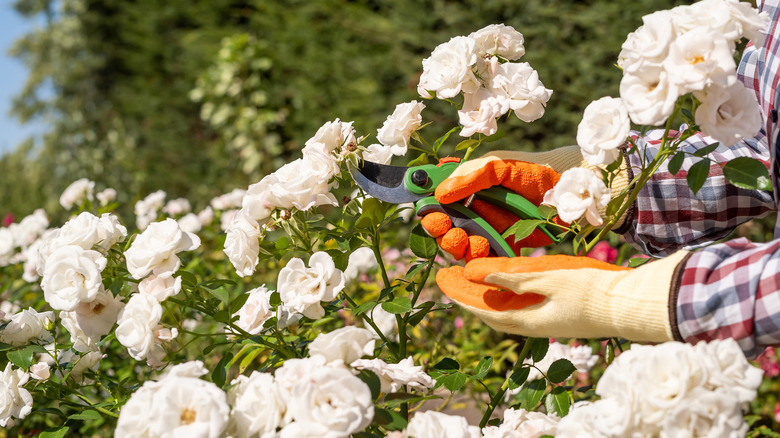 Someone pruning their rose bush.