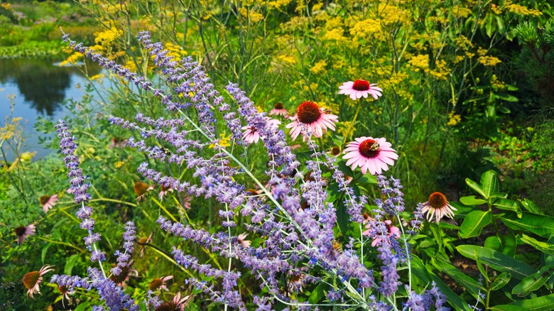 Pink coneflowers and purple sage planted together in a garden