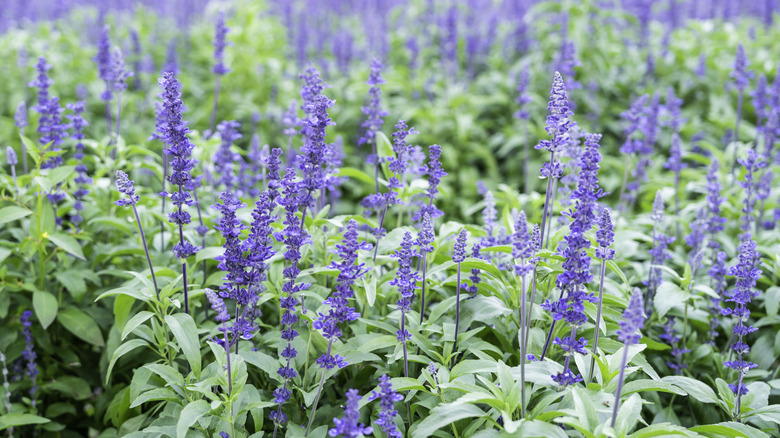 Blue salvia flowers
