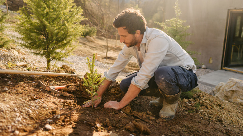 A young man planting a tree in his landscape.
