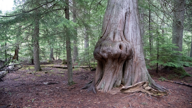 Tree with large knot that usually creates burl wood