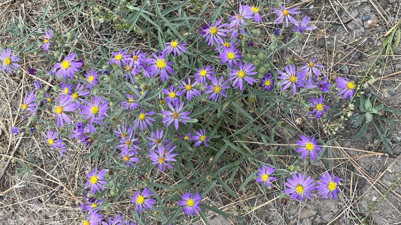Purple-flowering hoary tansyaster grows in disturbed soil in eastern Washington.