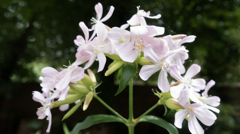 soapwort blooming