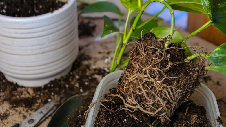 a pothos plant ready for repotting